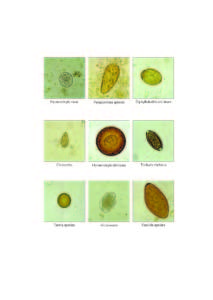 Fixatives, Reagents and Stains – Apacor